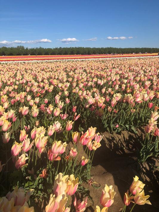 Field of multi-color flowers